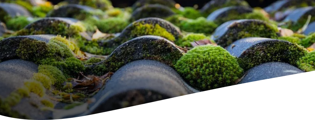 Gutter Guards: Understanding Their Role in Home Maintenance