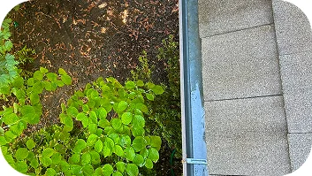 Before and after gutter cleaning showing roof edge with debris removed